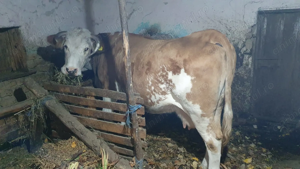 Vand vaca gestanta 6 luni