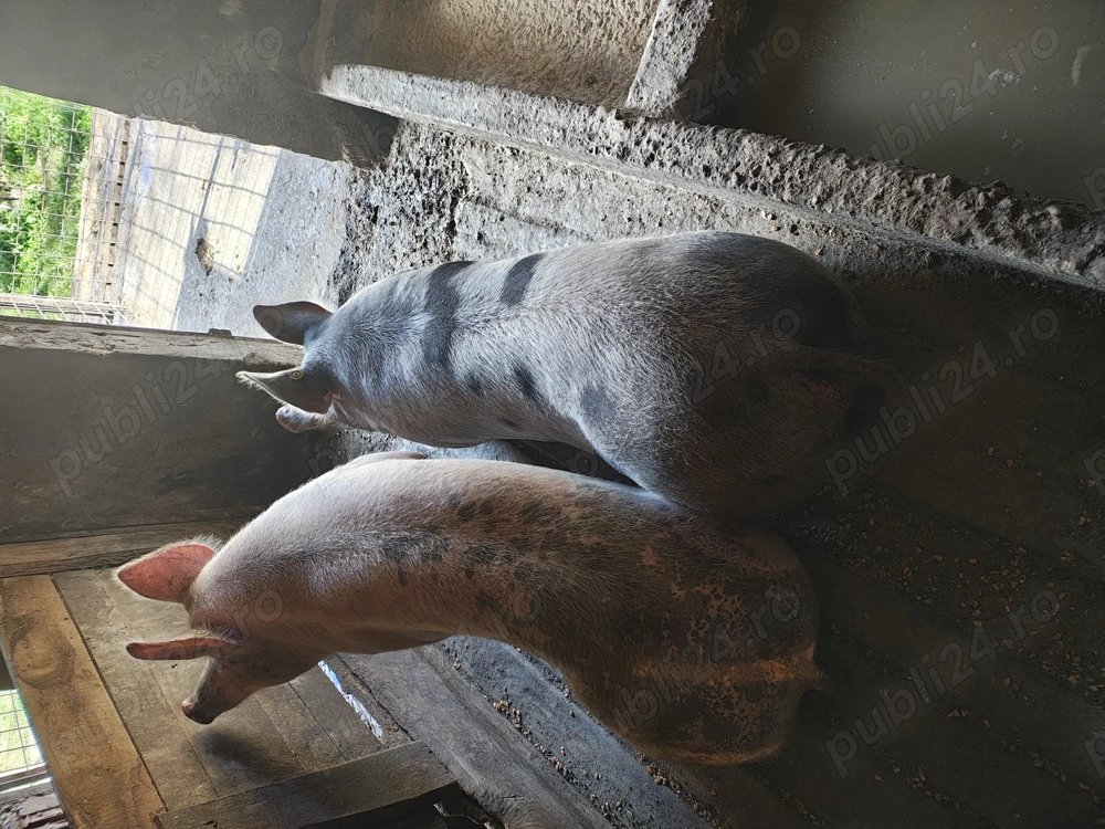 Vând porci 15 lei kg Vând porci 15 lei kg