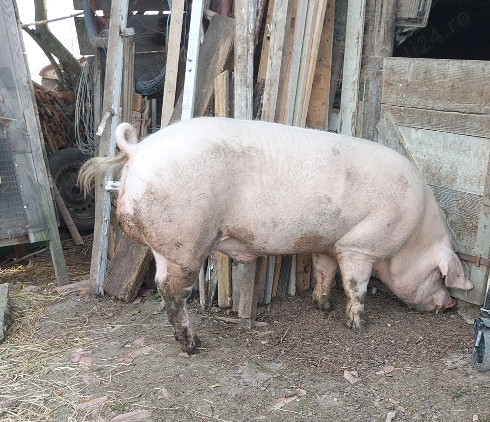 Vand vier de monta Marele Alb