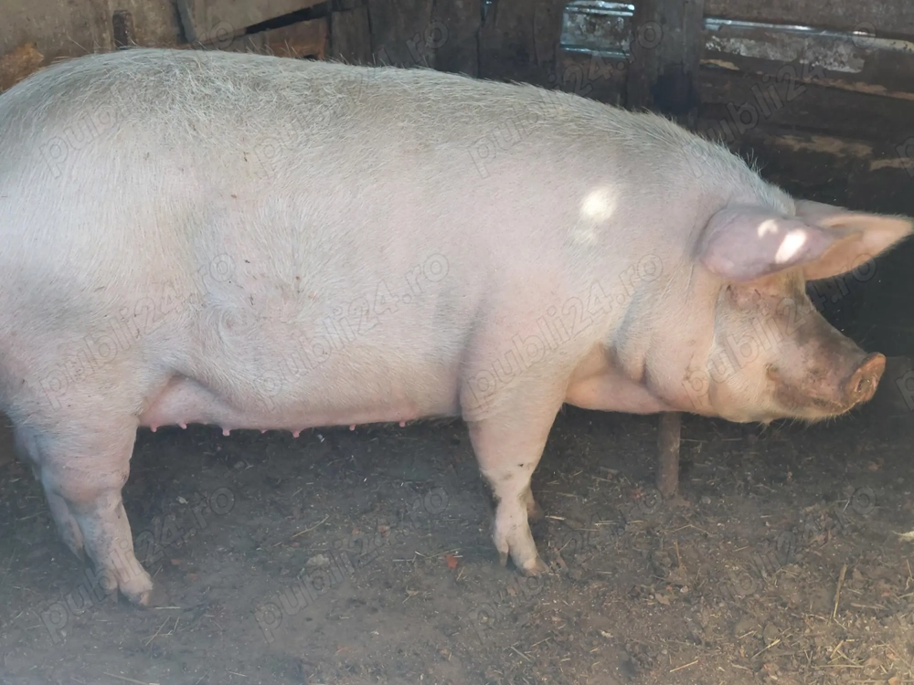 Vand porc pentru sacrificat de 10 luni