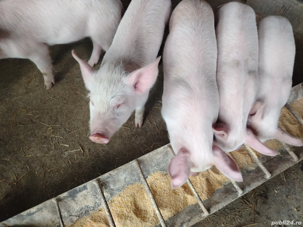 Purcei de Vinzare