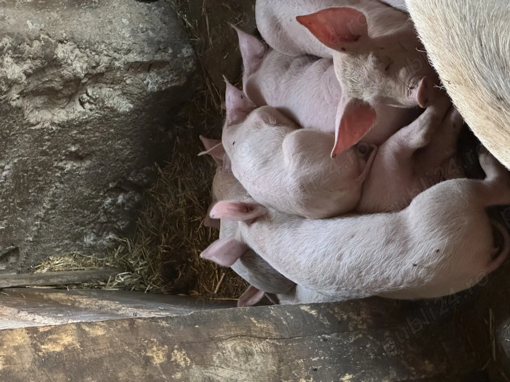 Purcei de vanzare Purcei de vanzare