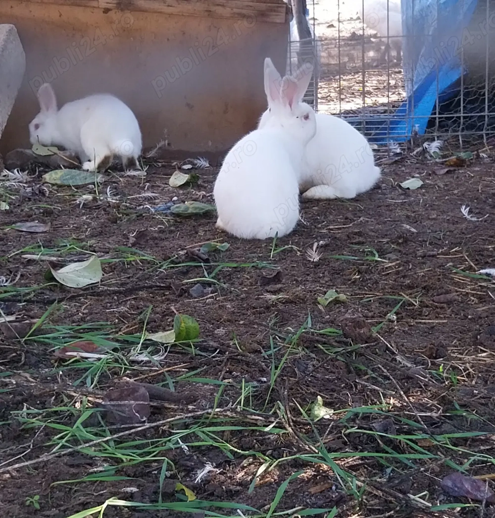 Iepuraș pitic Iepuraș pitic