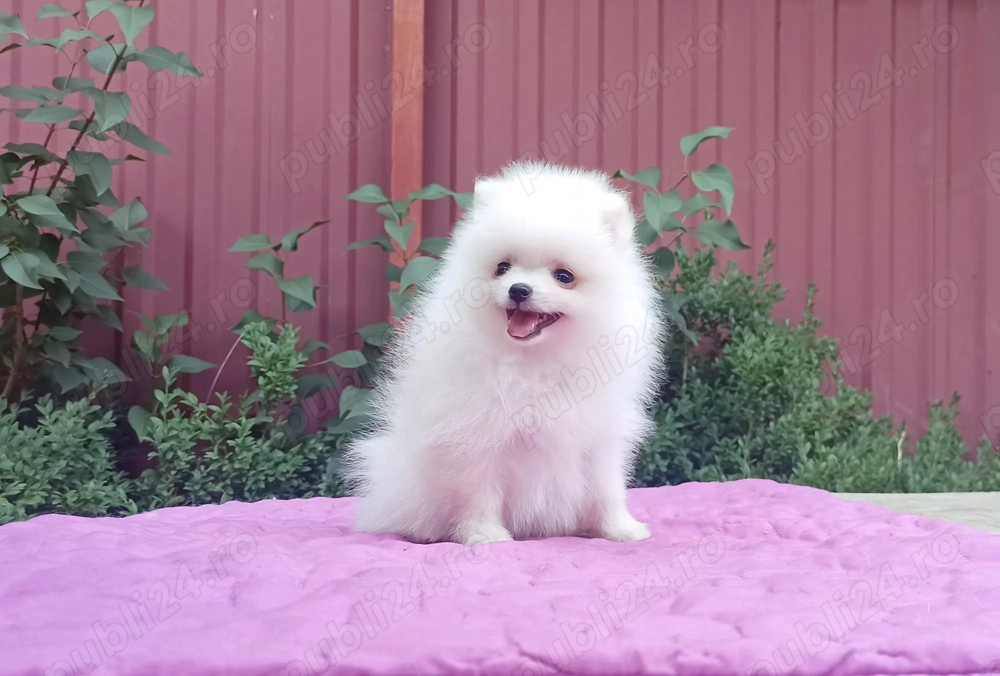 Catei Pomeranian - Albi și Roșcati - Genetică deosebita 