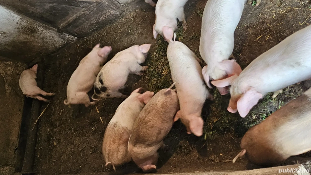 Vând purcei! Vând purcei!