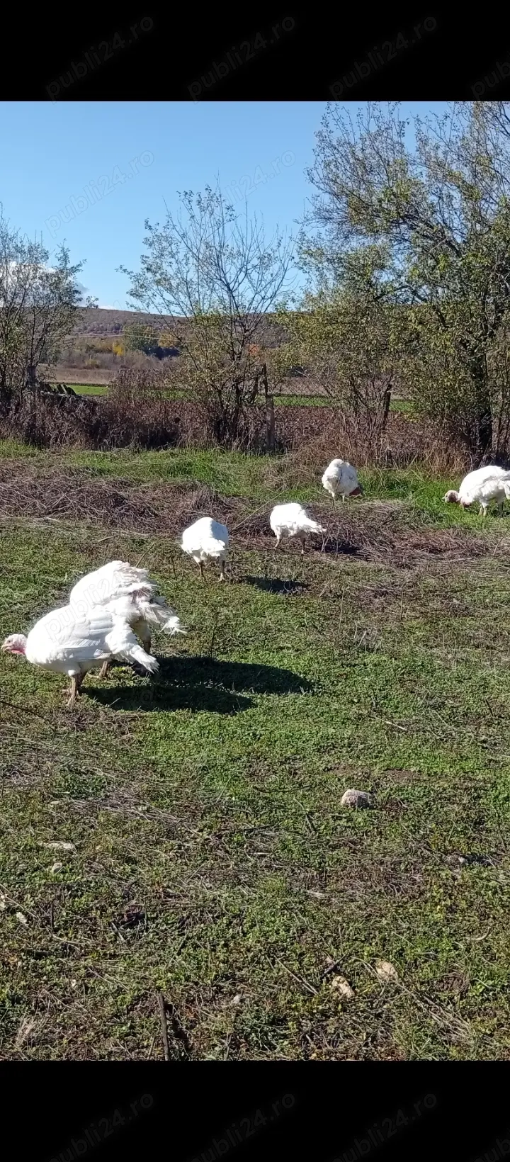 Curcani albi și curci in Bălcești, Gorj  Curcani albi și curci in Bălcești, Gorj