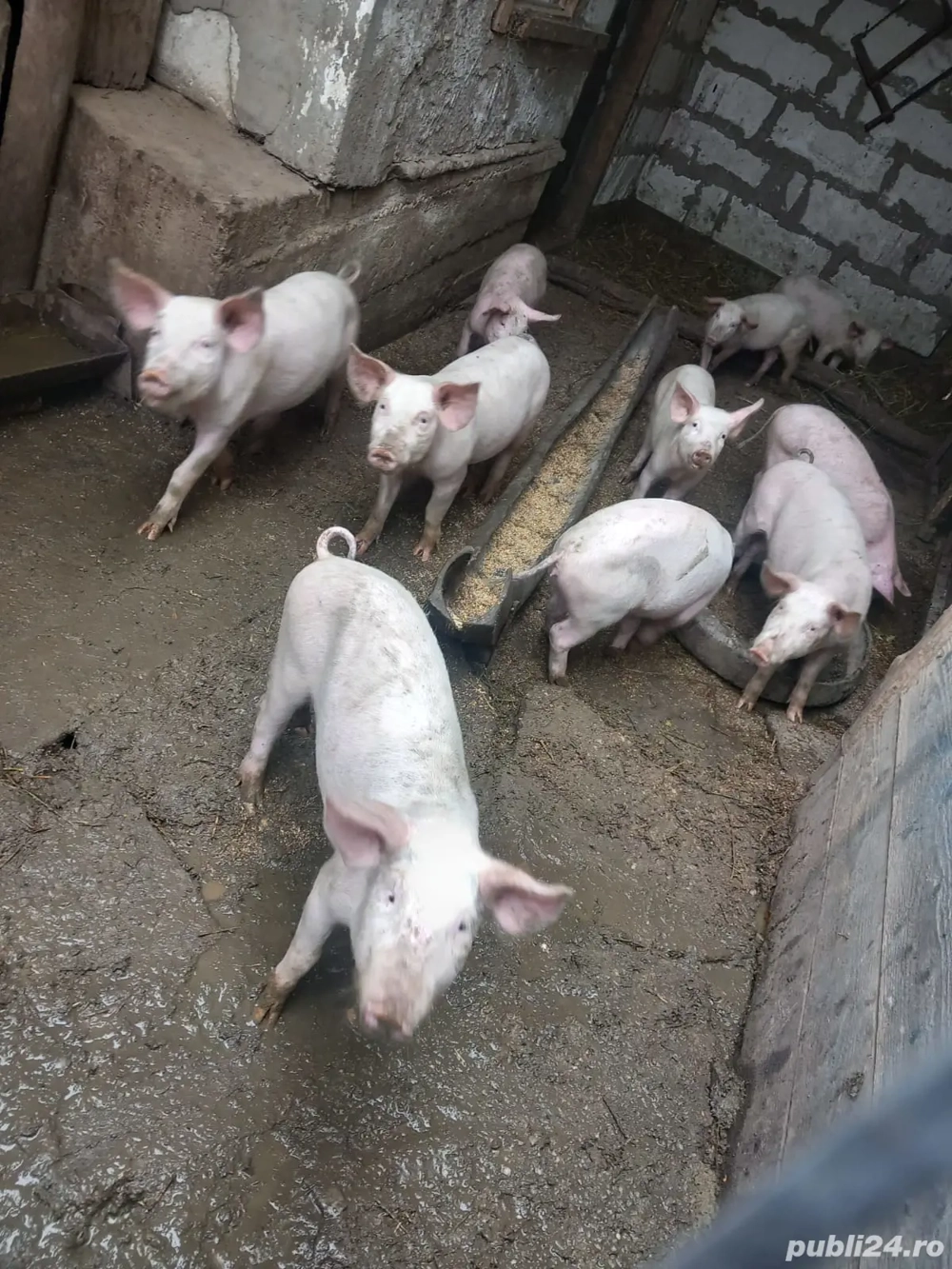 Vând purcei rasă Marele alb cu Landreas , vârsta 2 luni jumătate! Preț 450 lei buc. Vând purcei rasă Marele alb cu Landreas , vârsta 2 luni jumătate! Preț 450 lei buc.