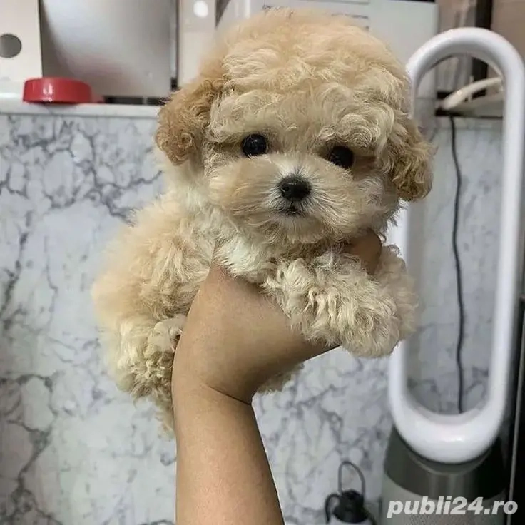 Maltipoo Mini Toy