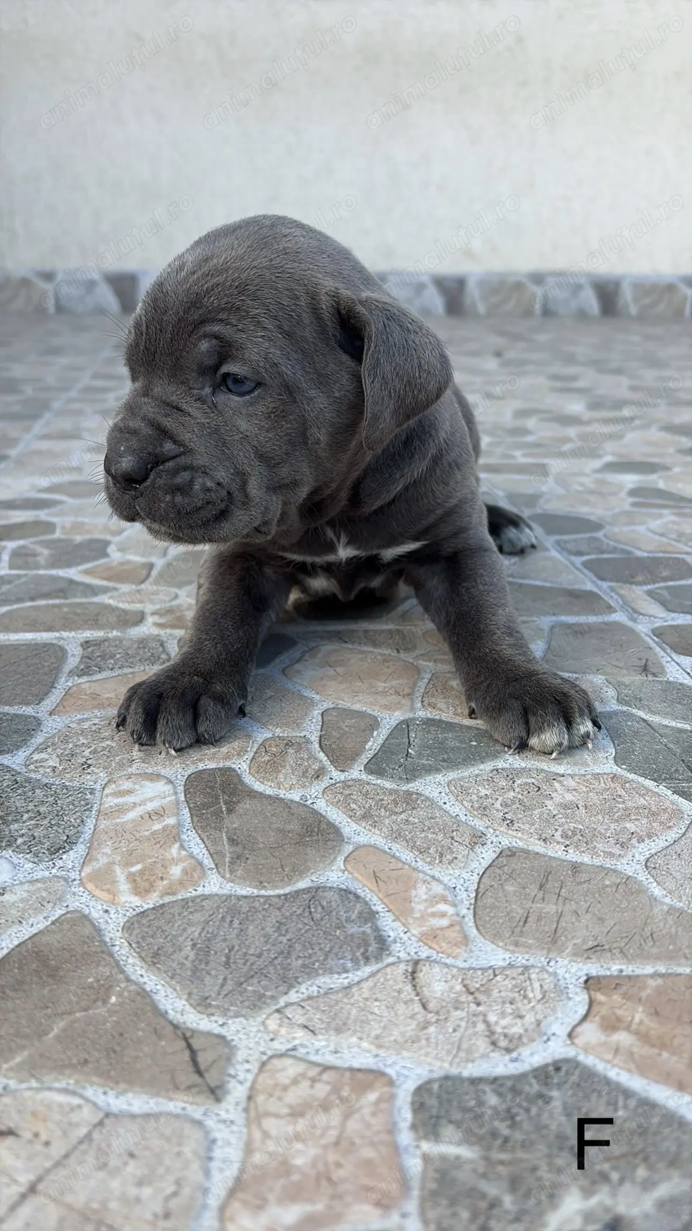 Femele Cane Corso Blue Black