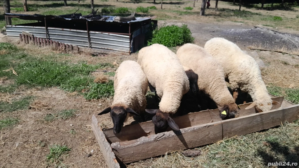 oi tinere  oi tinere