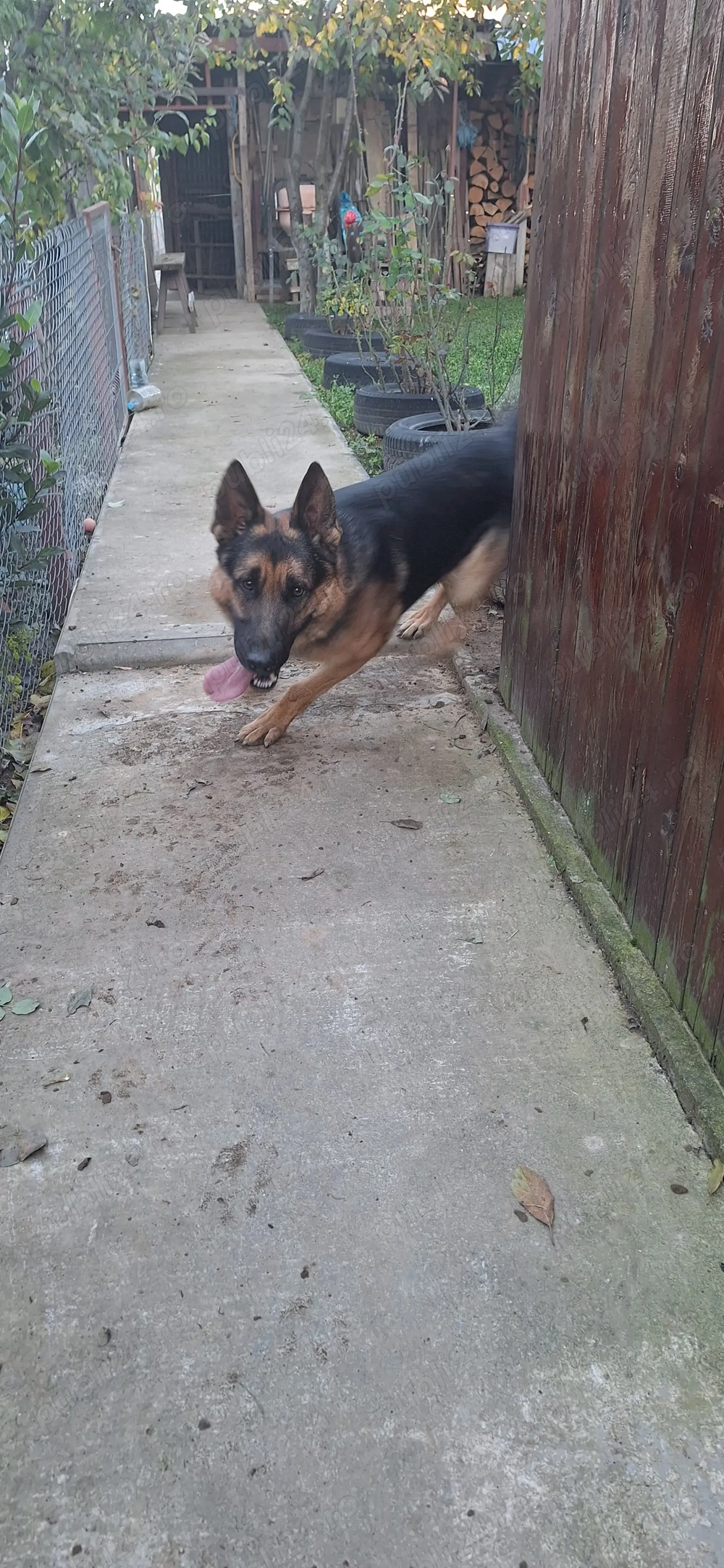 Pui de ciobanesc german pur