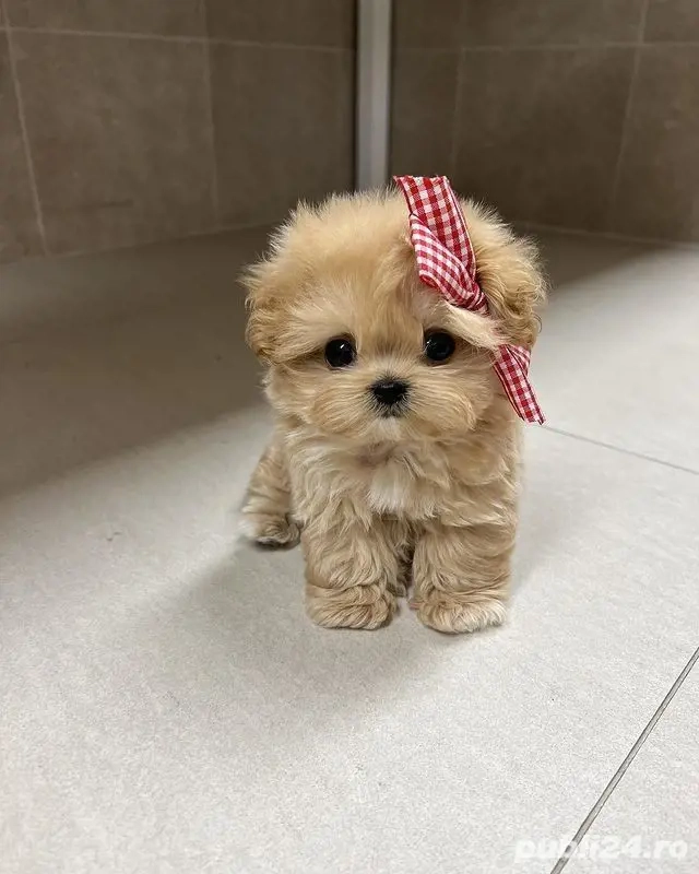 Maltipoo Mini Toy