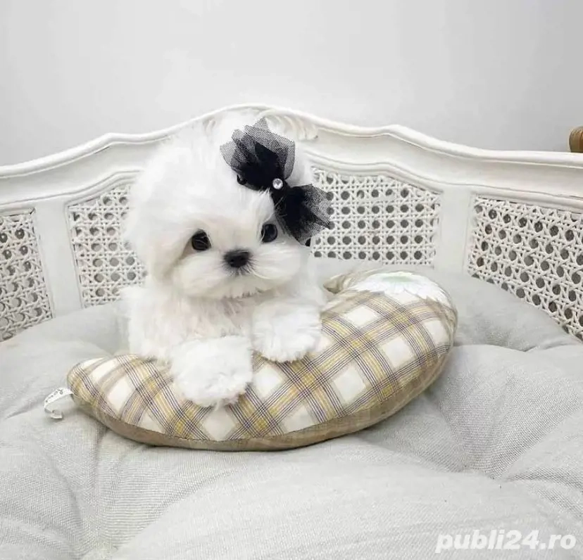 Pui Bichon Maltez Mini Toy - 2 luni talie mica, deparazitați, foarte jucauși