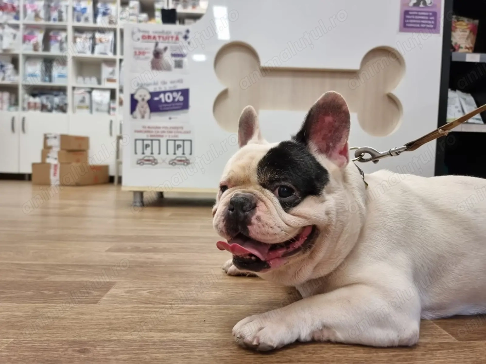 Donez Bulldog Francez 