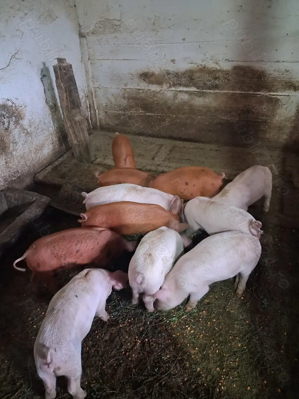 Purcei Landrace X Duroc Purcei Landrace X Duroc