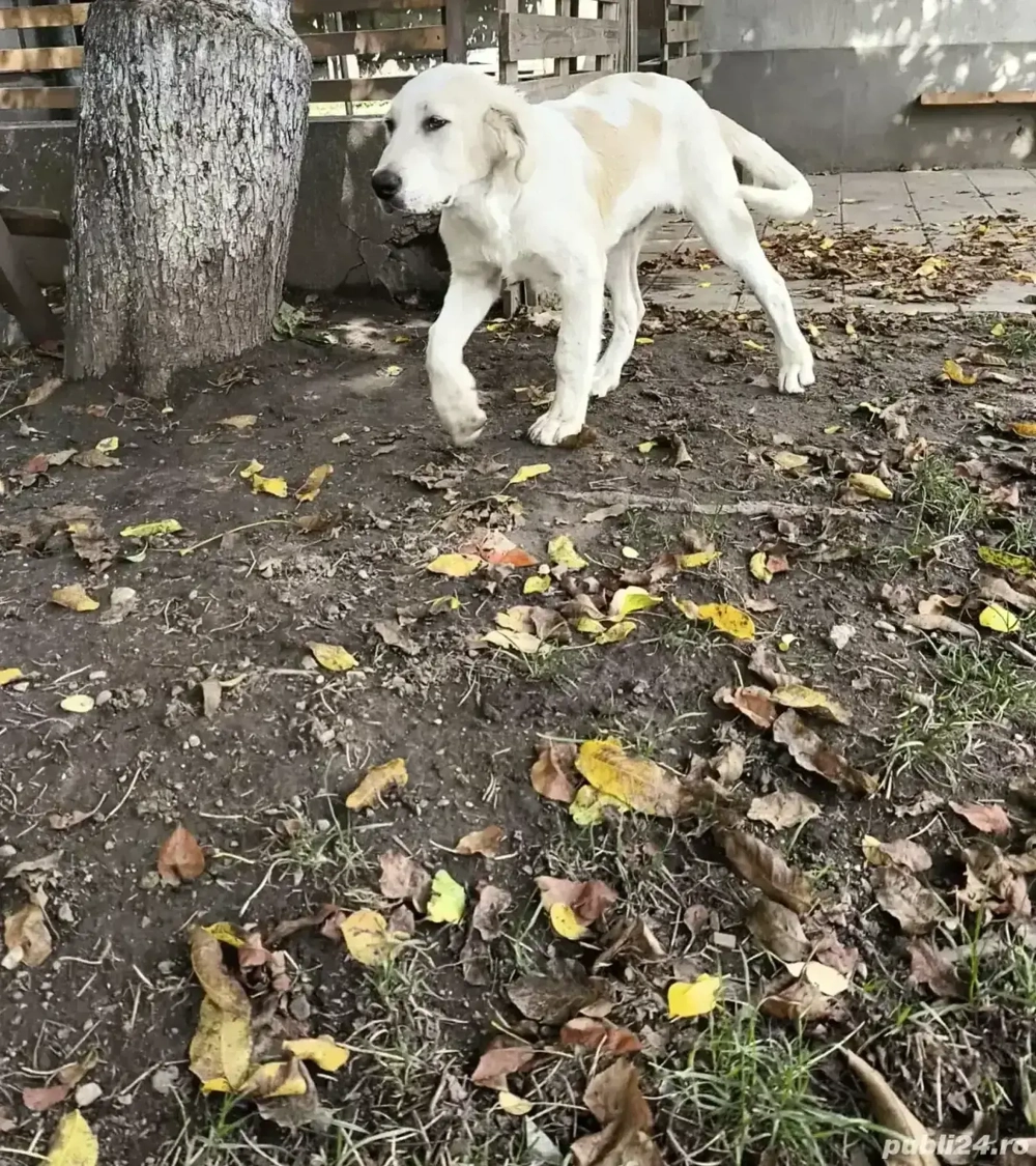 Ciobanesc de bucovina Ciobanesc de bucovina