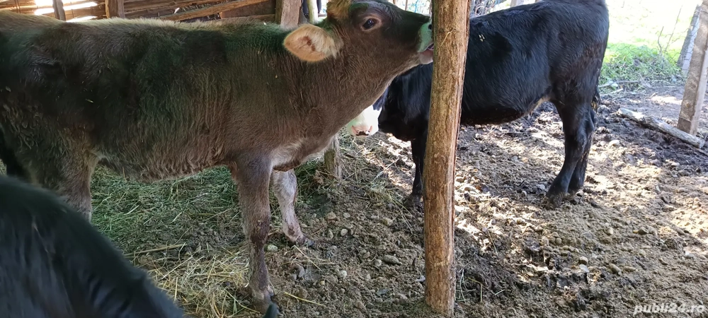 viței de vânzare  viței de vânzare