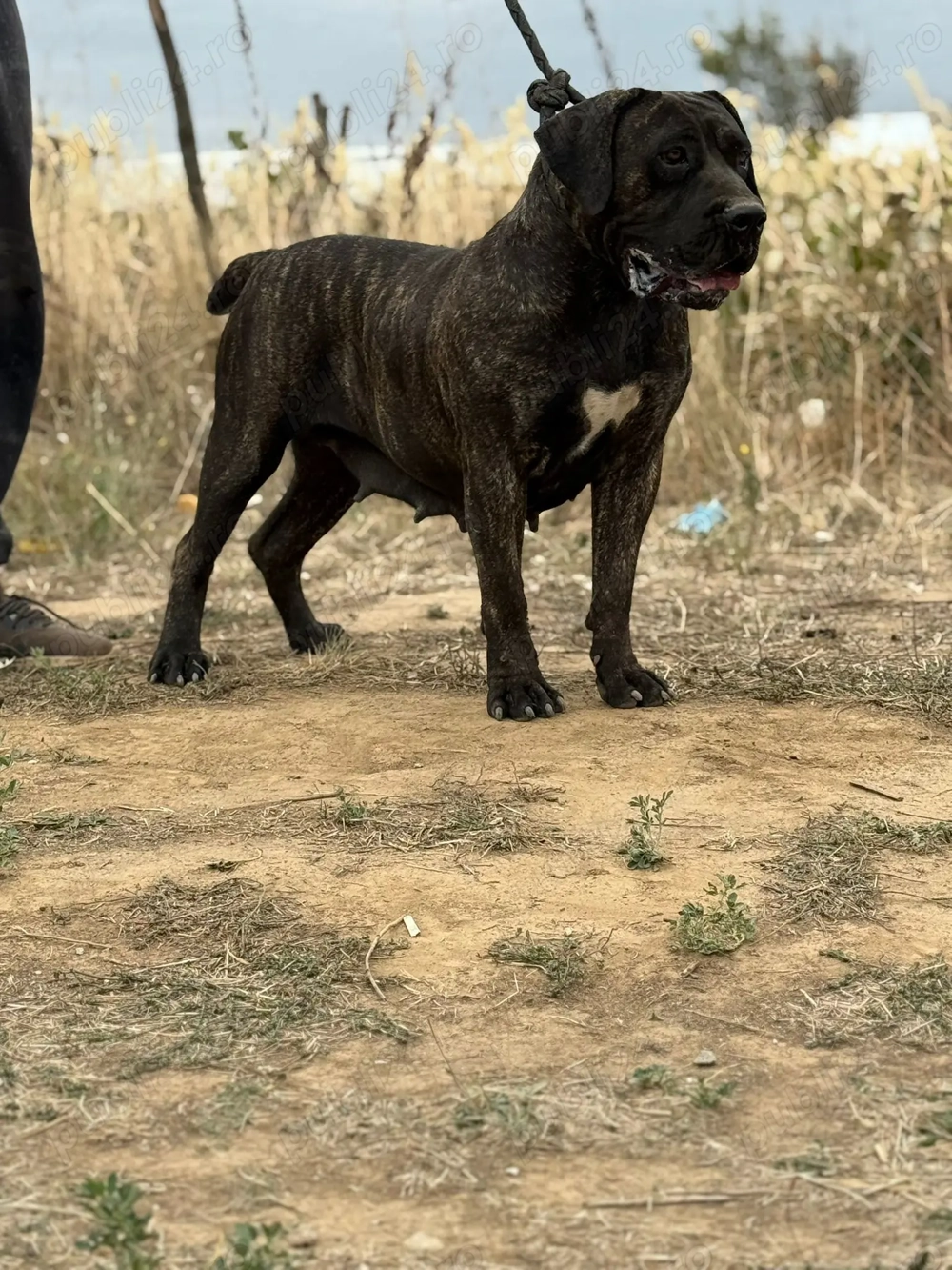 Femela presa canario  Femela presa canario