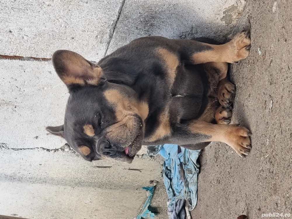 Cățelușă buldog francez Cățelușă buldog francez