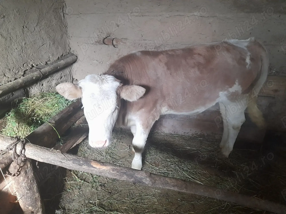 Vitica de vanzare Vitica de vanzare