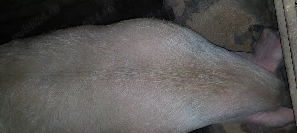 Porc de vânzare  Porc de vânzare