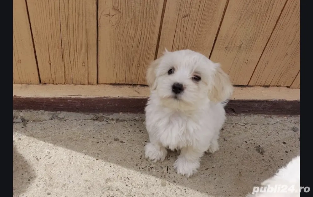 Bichon maltez alb Bichon maltez alb