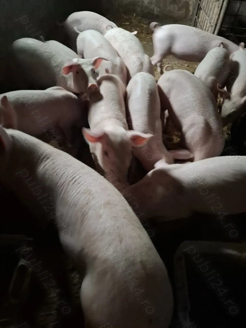 Vând purcei la 30 kg