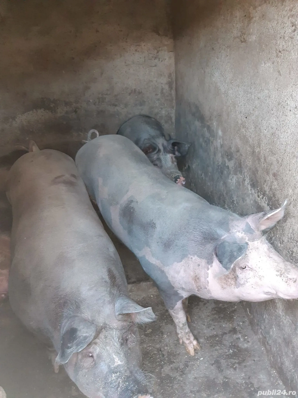 Vând porci Vând porci