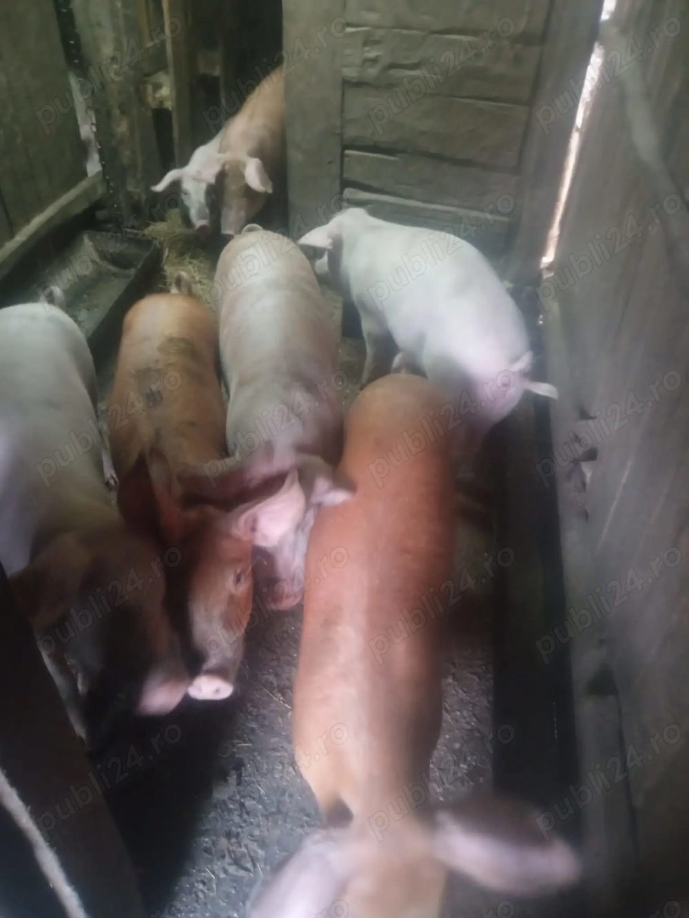 Vand porci de tara, rasa Marele Alb Vand porci de tara, rasa Marele Alb