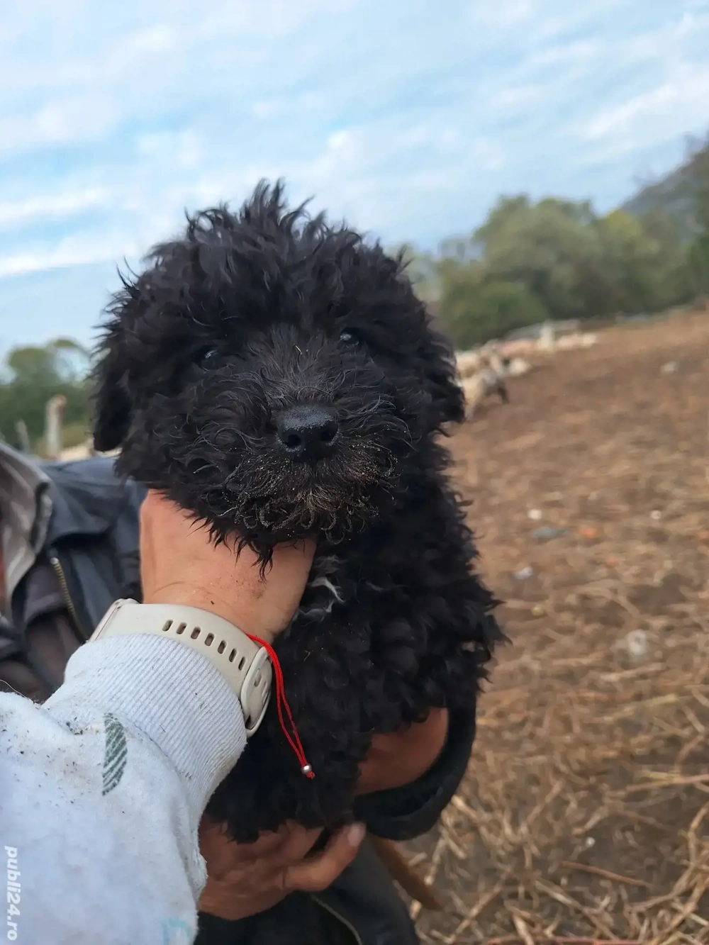 Vând căței Mudi   8 saptamani, deparazitati si vaccinati