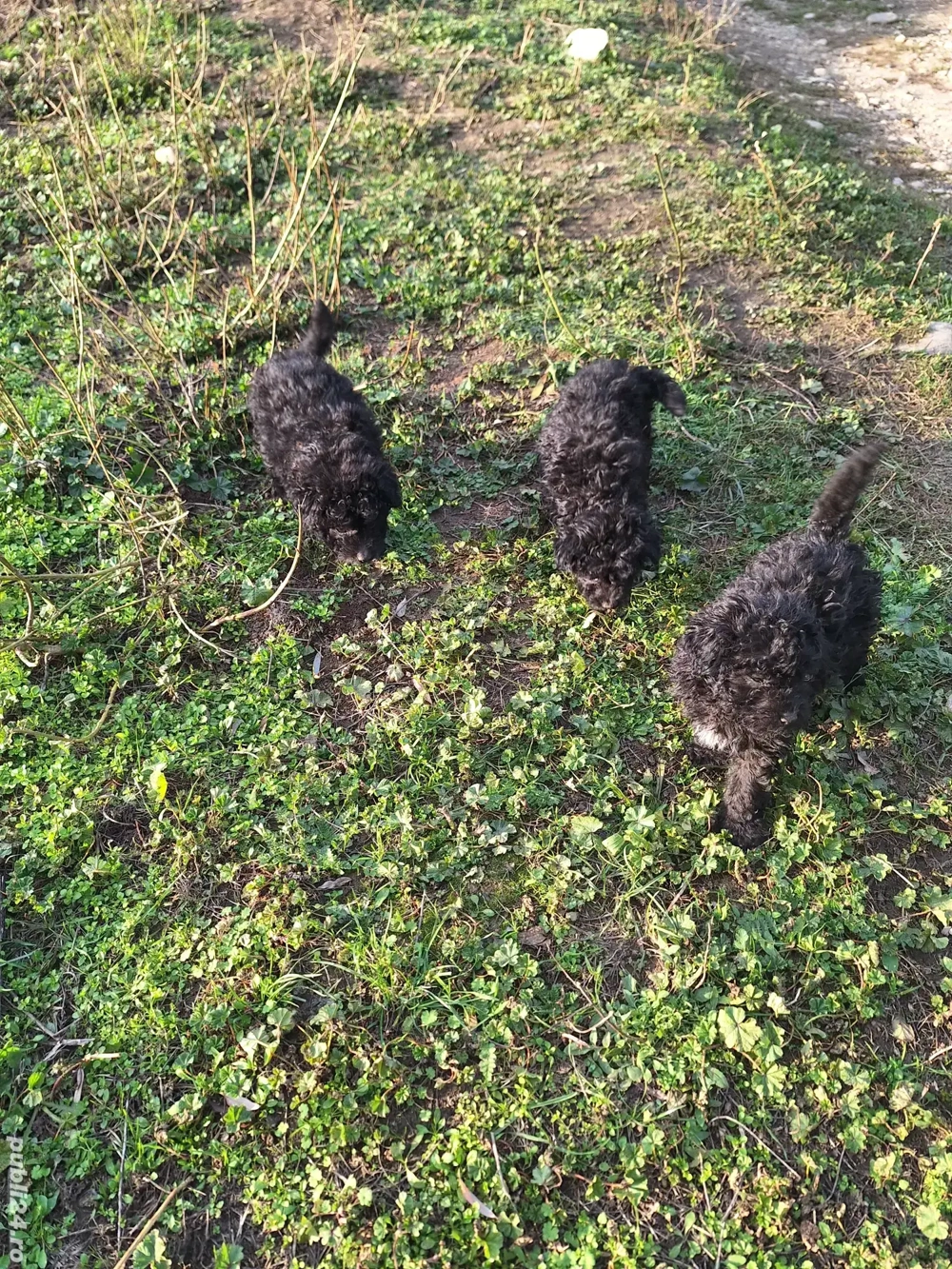 Vând căței Mudi   8 saptamani, deparazitati si vaccinati