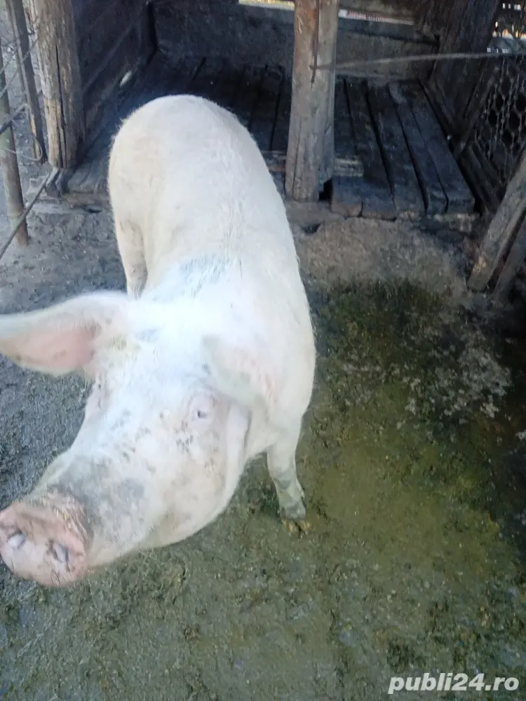 vand scroafe vand scroafe