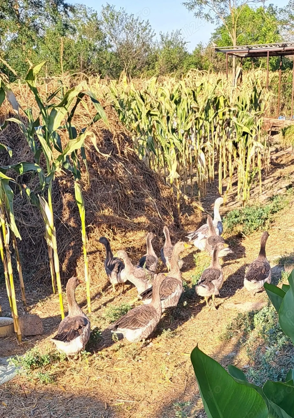 Gîște  si purcei De vinzare  în VIISOARA jud Constanța tel  