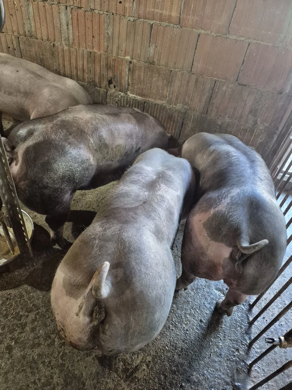  Vand Porci Pietrean!