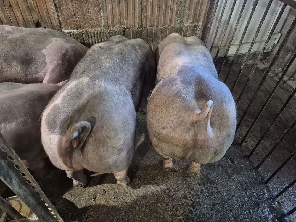 Vand Porci Pietrean!  Vand Porci Pietrean!