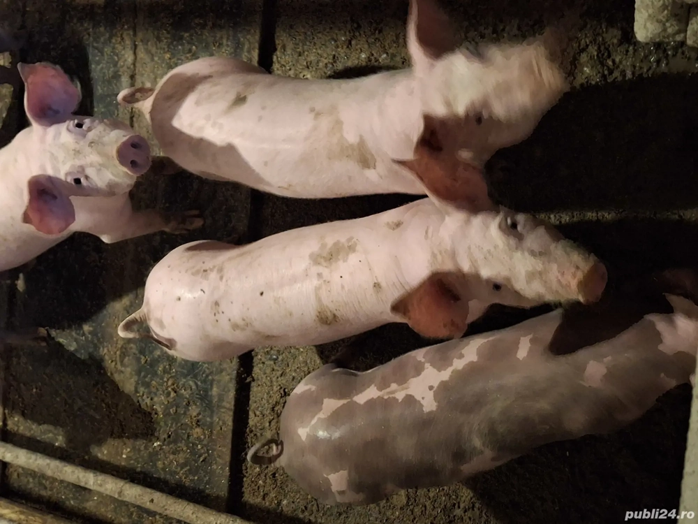 Vând șoldani 30-40 kg Vând șoldani 30-40 kg