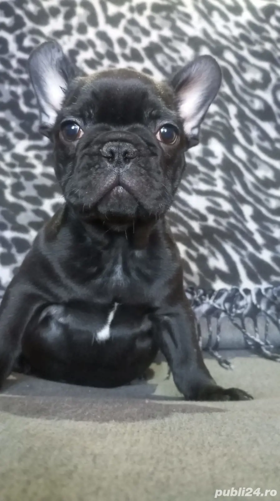 bulldog francez mascul 