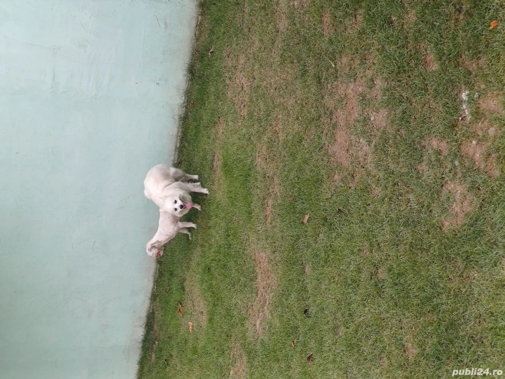 puiuti de vânzare  puiuti de vânzare