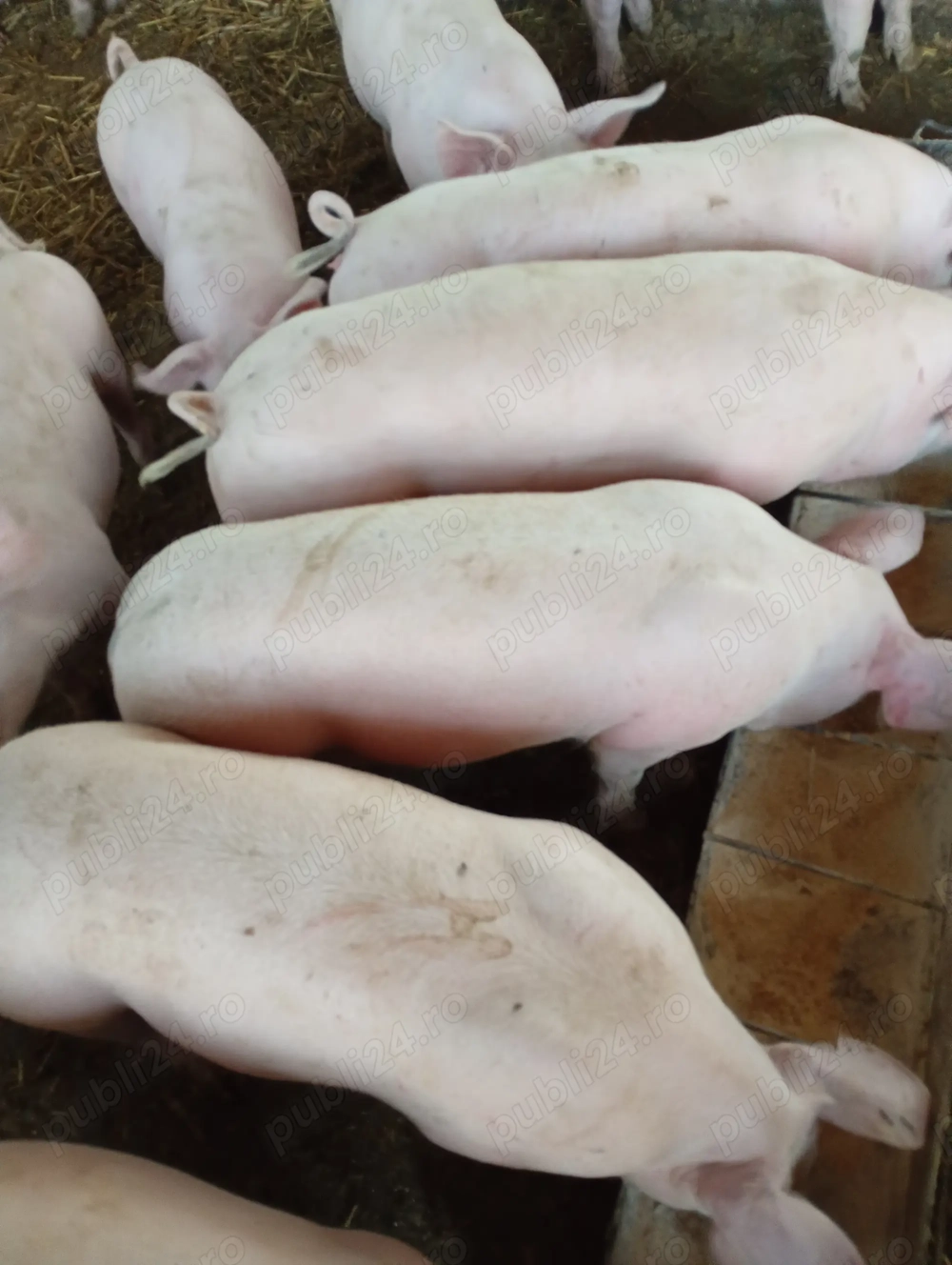 purcei de vânzare 
