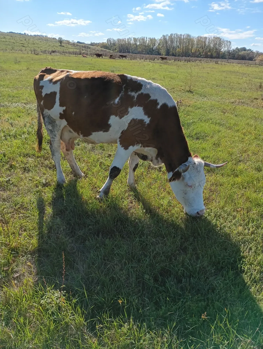 Vând  2 vaci de abator