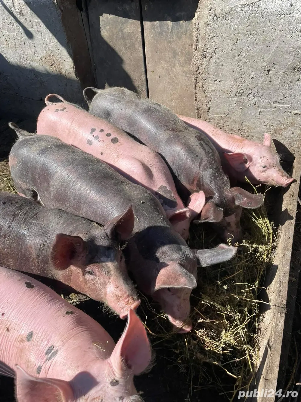 Grasuni de vanzare Grasuni de vanzare