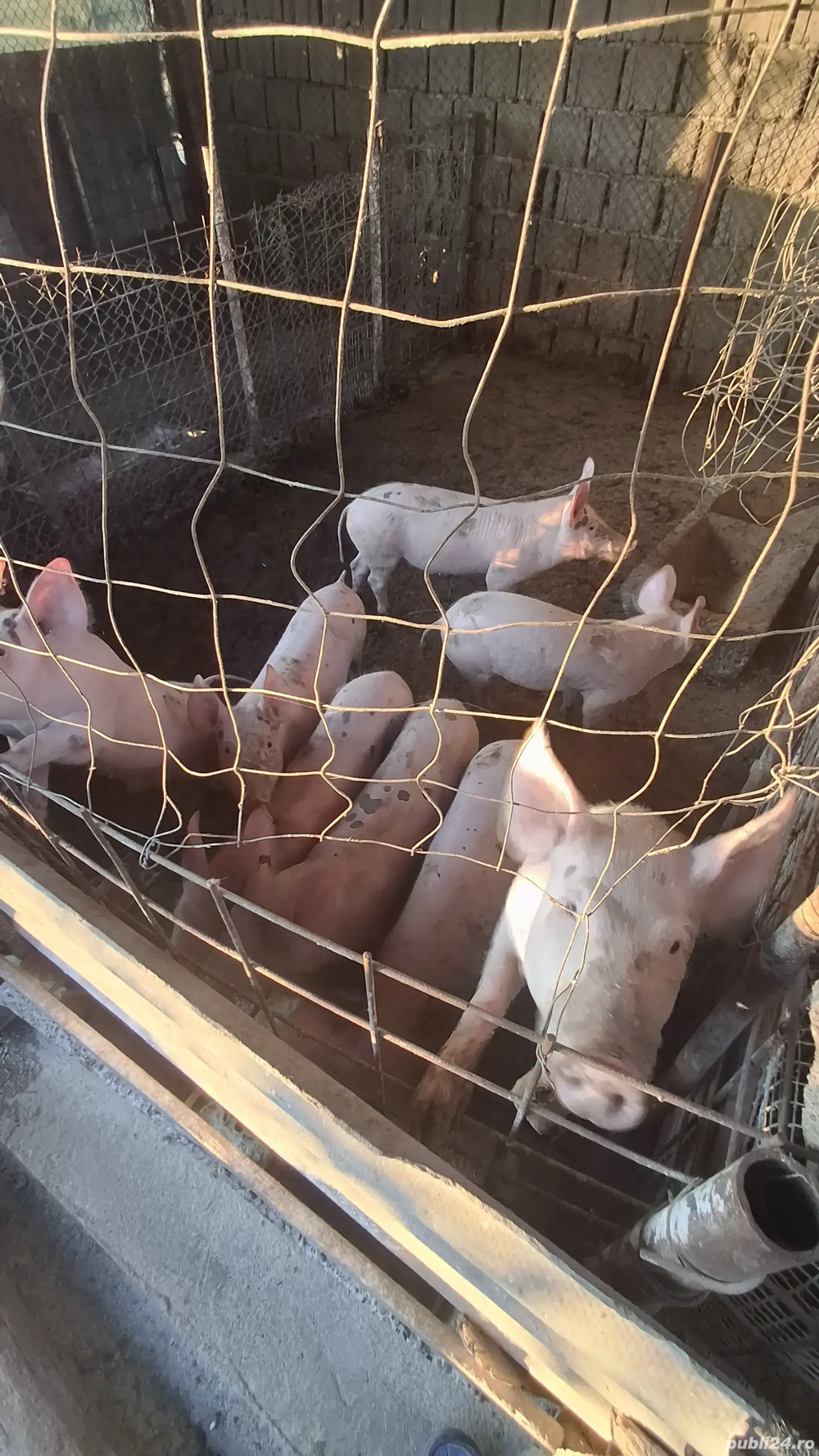 Proci de Vânzare. Rasa marele alb. Proci de Vânzare. Rasa marele alb.