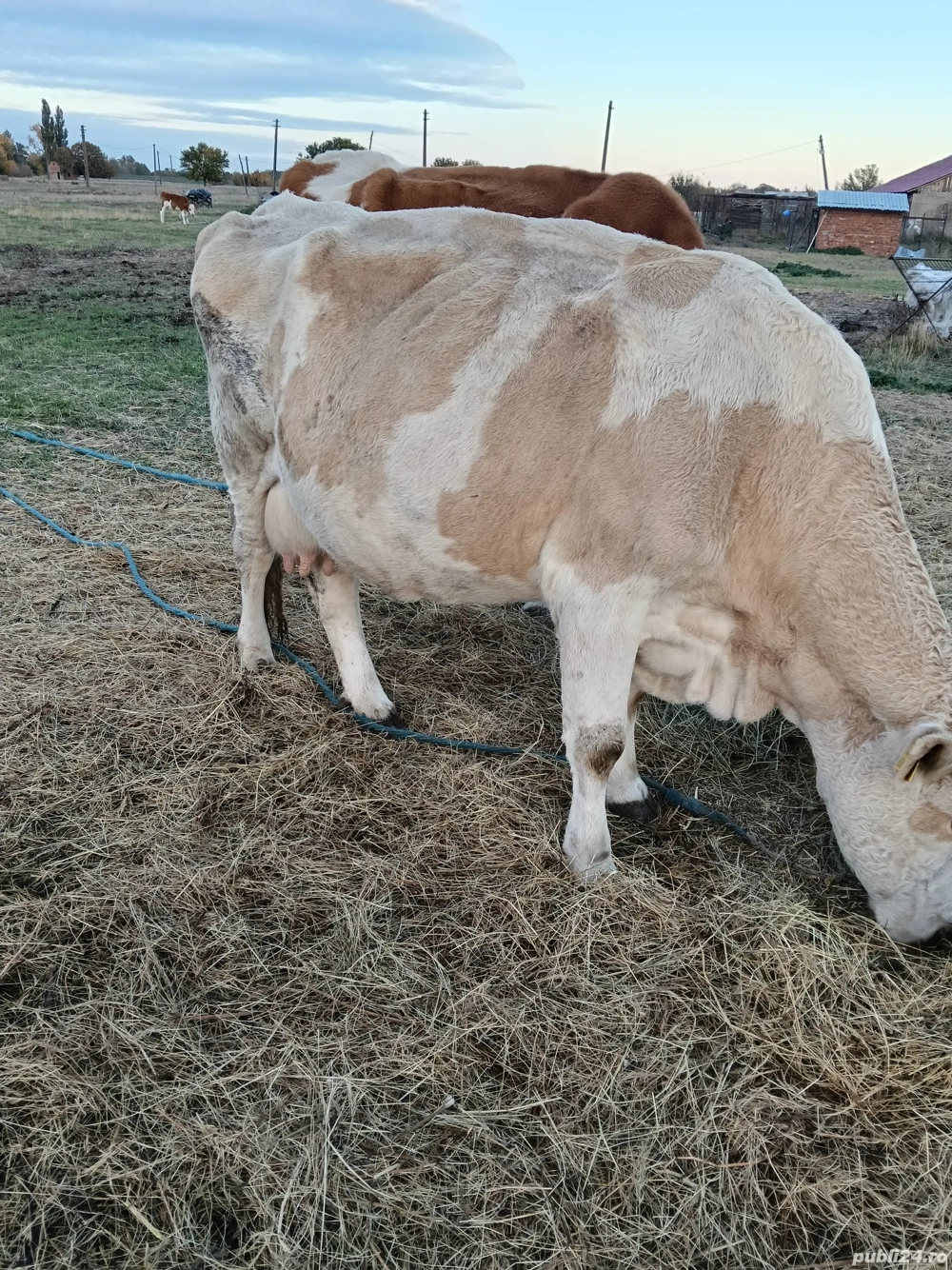 2 vaci in comuna Banloc, jud. Timis