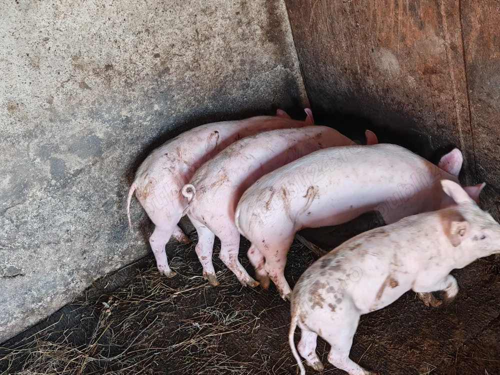 Vând 3 mascuri,rasa Pic