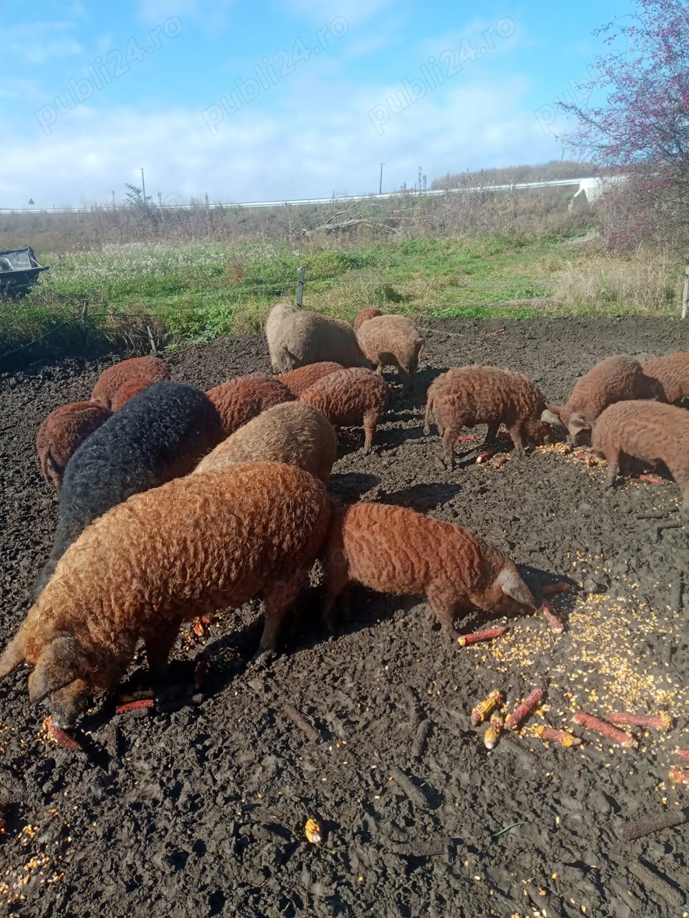 Vand porci mangalita  Vand porci mangalita