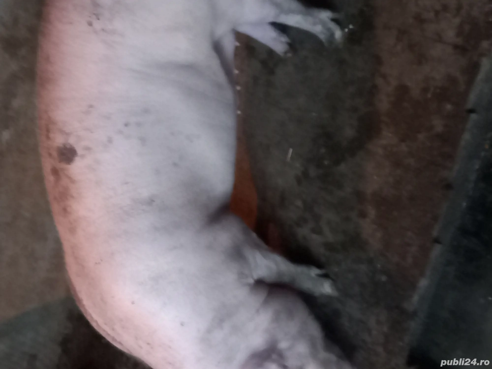 Porci tineri pentru sacrificat