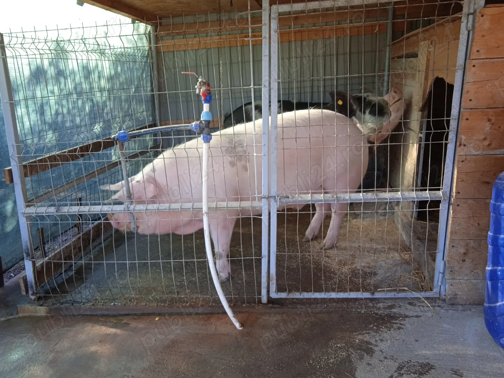 Vand porc Didesti,Satu Nou