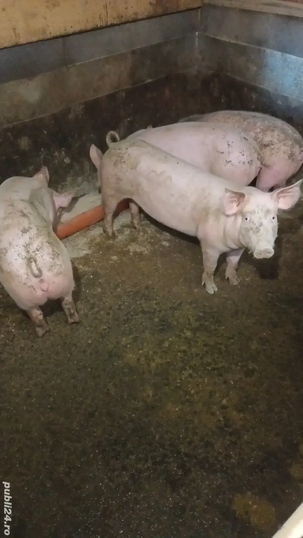 Scrofite reproductie Scrofite reproductie