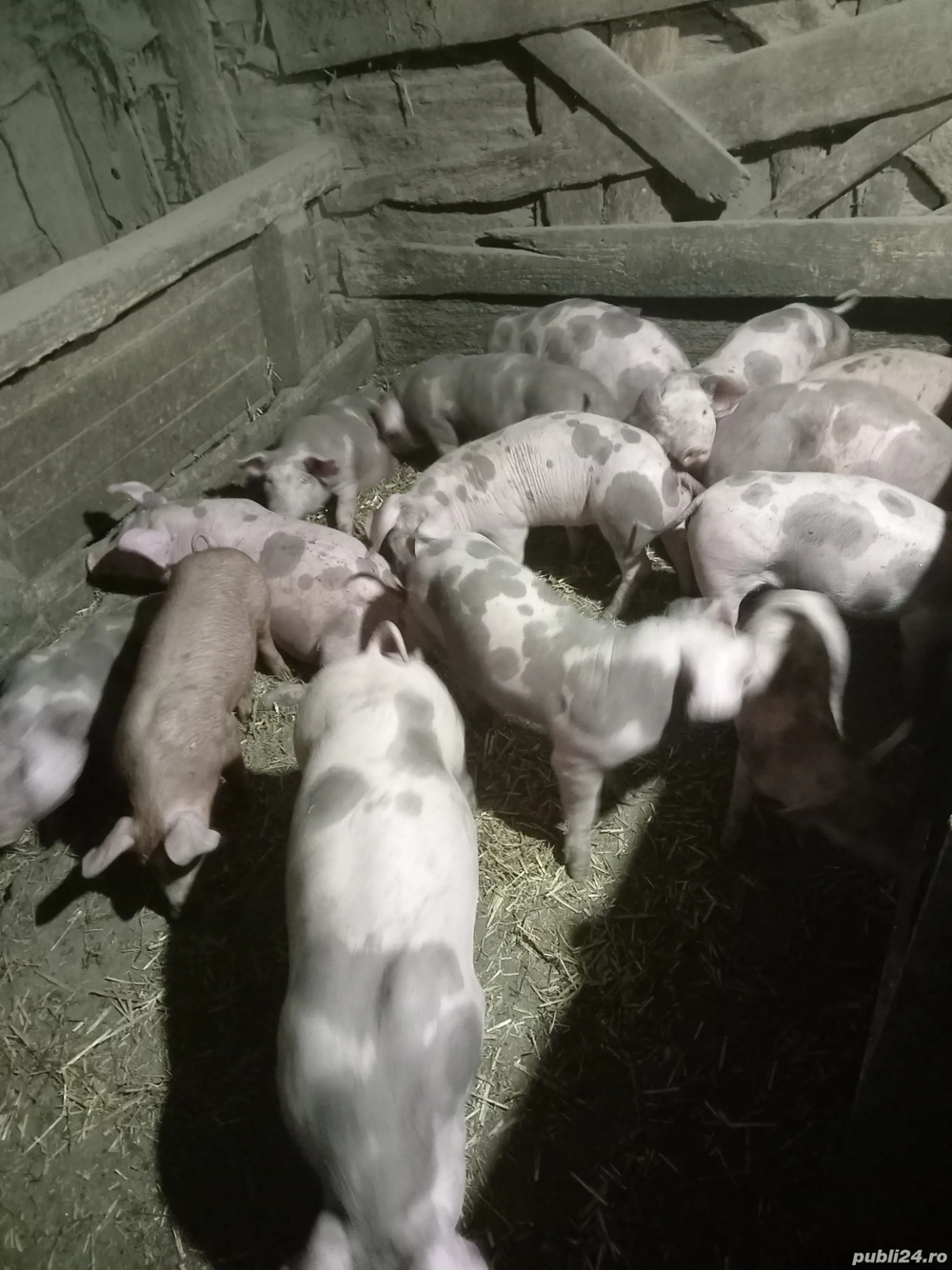 Vind purcei Vind purcei