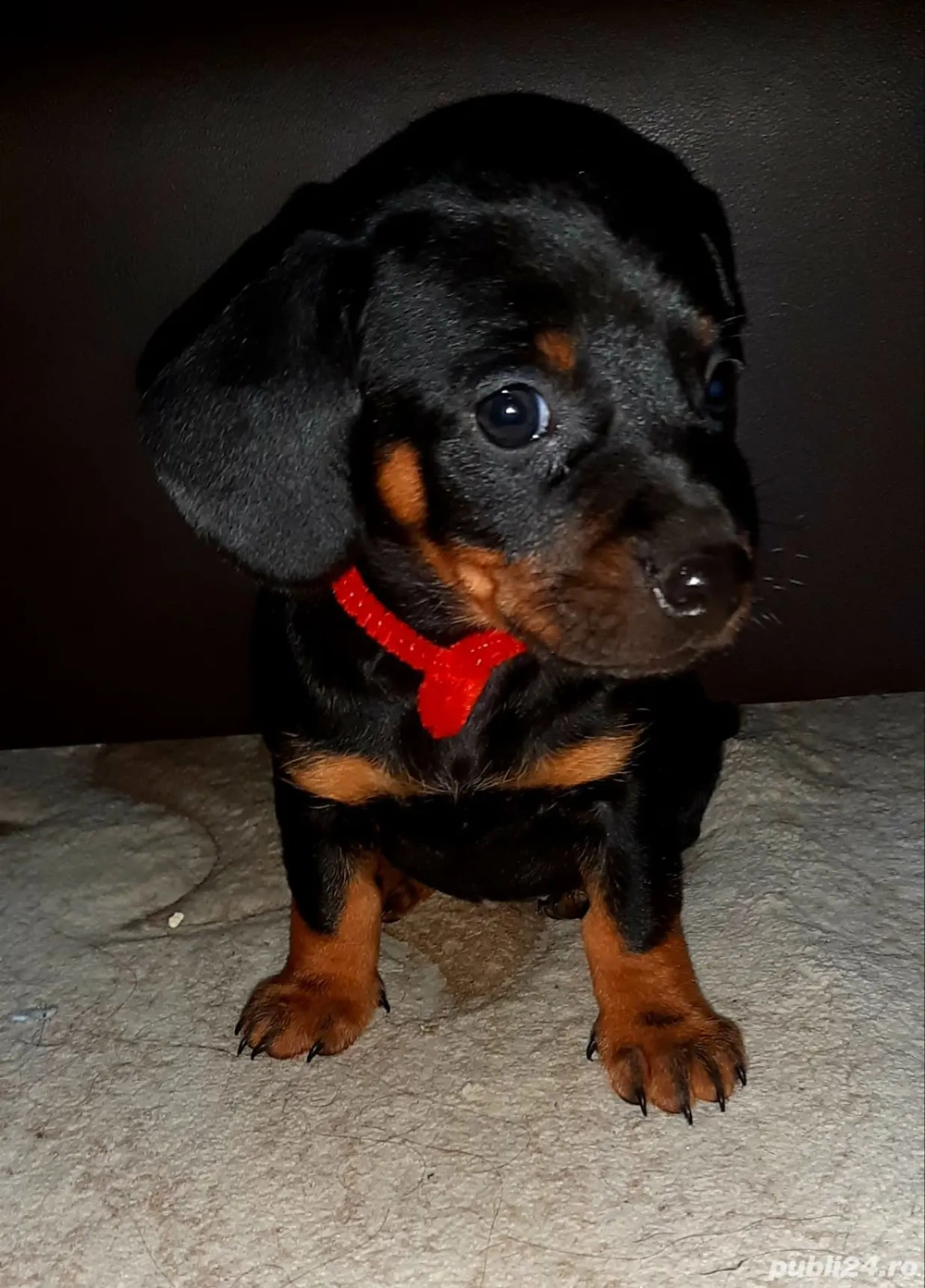 Vand Teckel    Vand Teckel